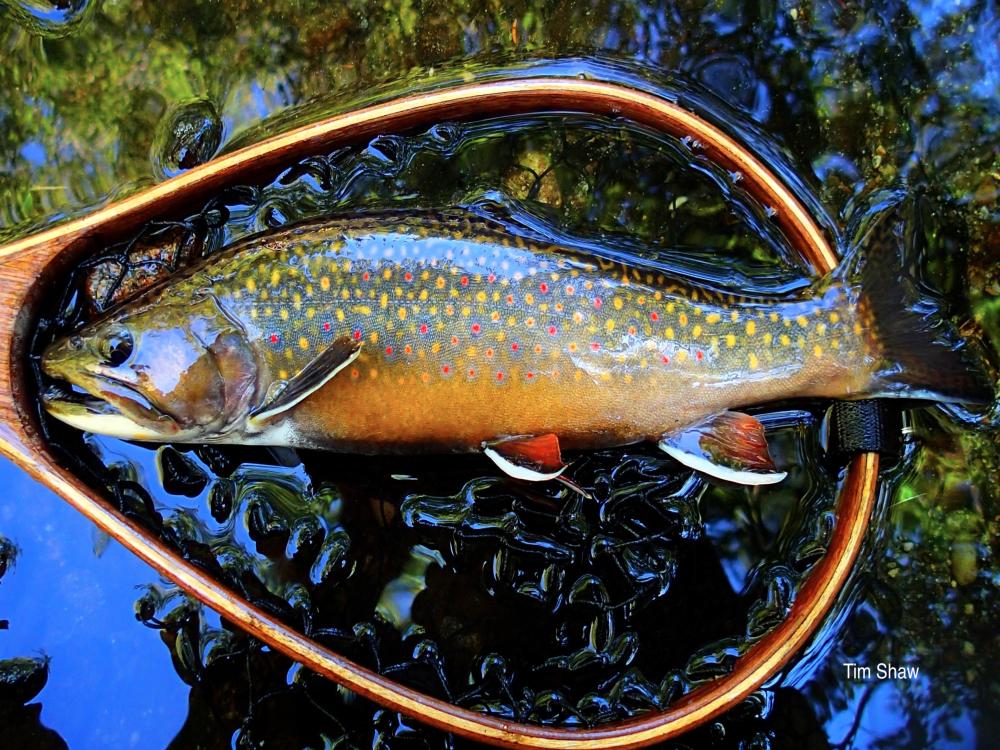 Brook Trout Waters Trout Unlimited Maine